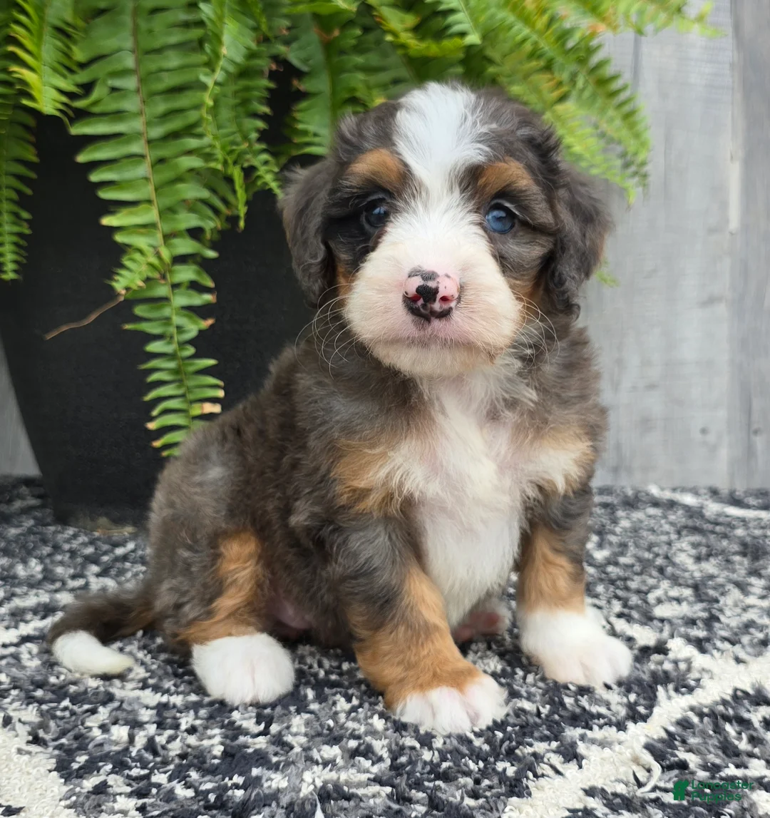 Mini Bernedoodle dogs for sale: Mini Daisy - Ad 1