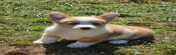Welsh Corgi Pembroke dogs for sale: Beautiful Bentley  - Ad 11