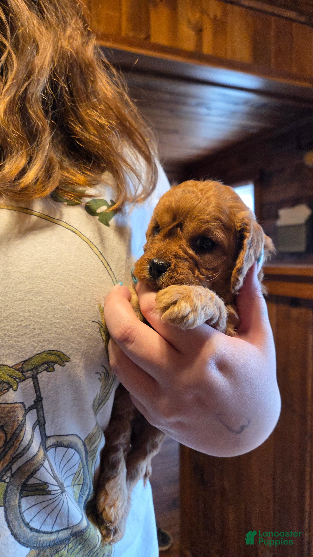 Cavapoo dogs for sale: Nova - Ad 9