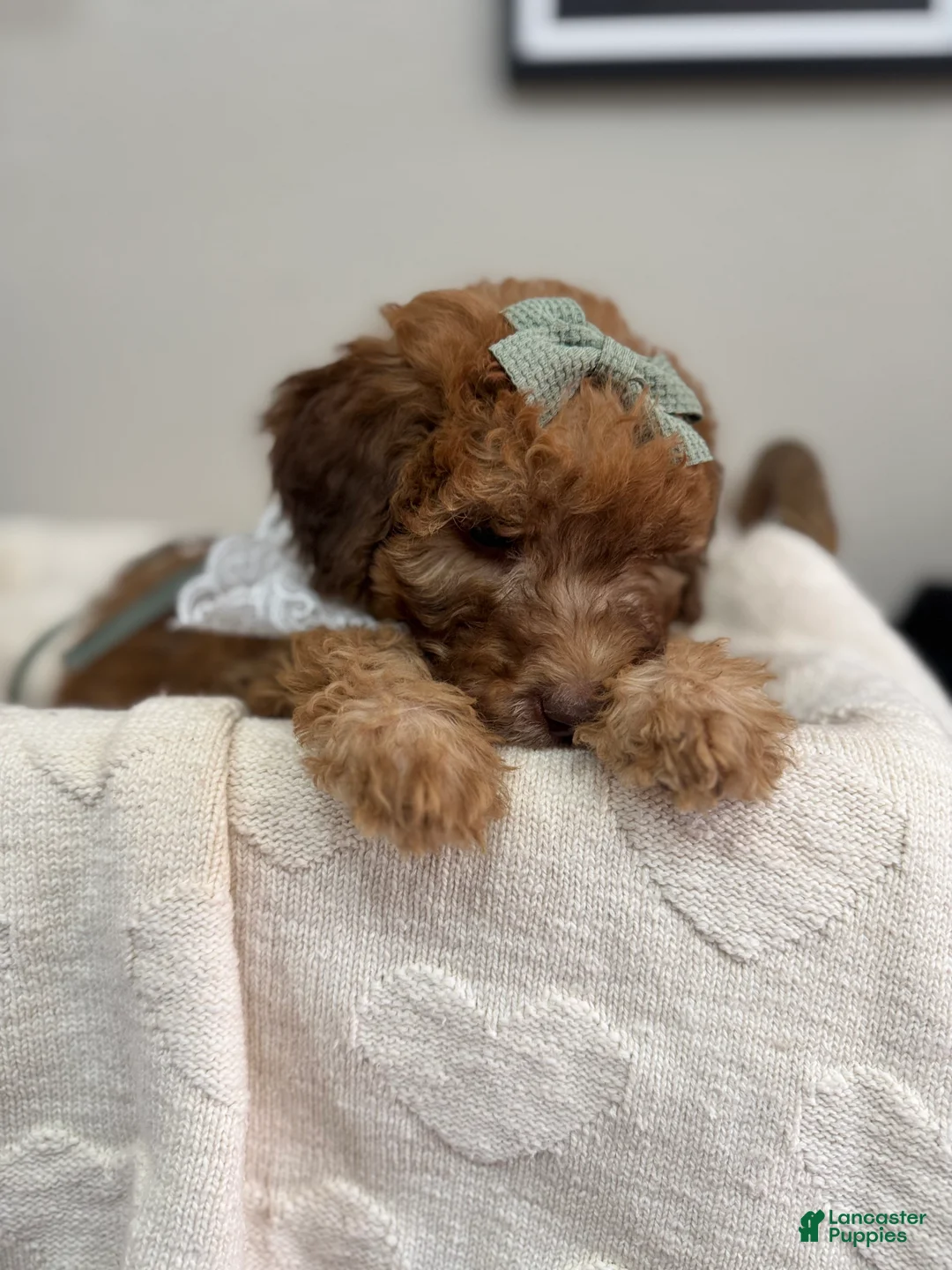 Mini Bernedoodle dogs for sale: Mini Bernedoodle Toffee-Yellow Collar - Ad 2