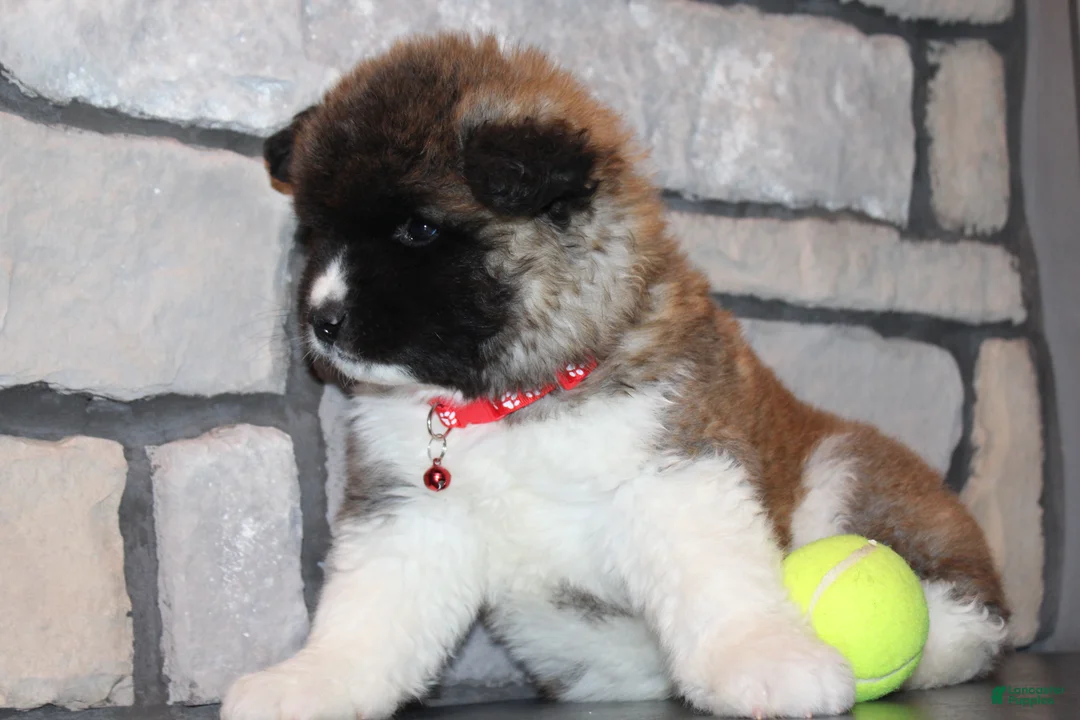 Akita dogs for sale: AKC JAX - Ad 7