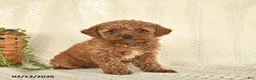 Toy Poodle dogs for sale: Hazel  - Ad 1