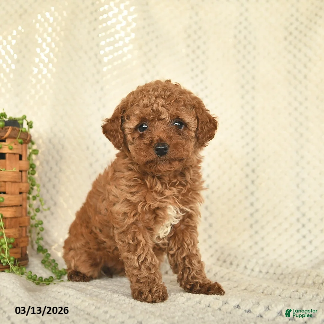 Toy Poodle dogs for sale: Hazel  - Ad 1