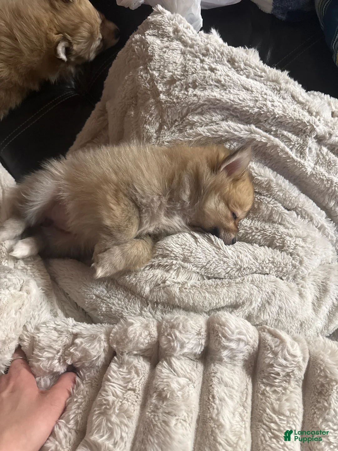 Pomeranian dogs for sale: Pomeranian 5 - Ad 2