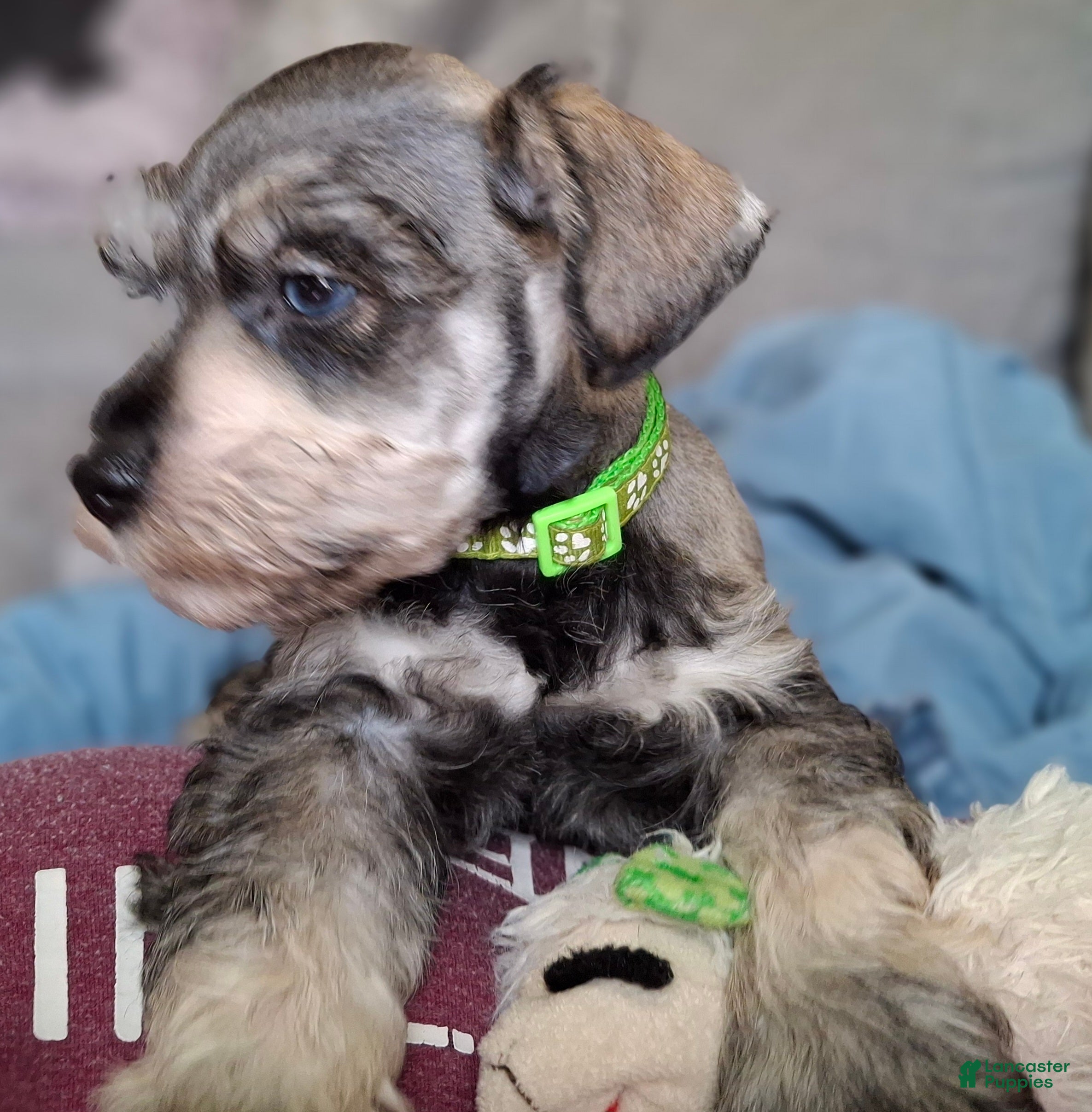 Miniature Schnauzer dogs Mr. Pickles - Ad 20