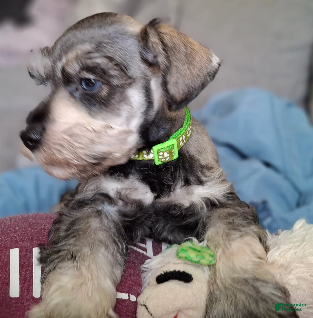 Miniature Schnauzer dogs for sale: Mr. Pickles - Ad 2