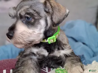 Miniature Schnauzer dogs Mr. Pickles - Ad 33