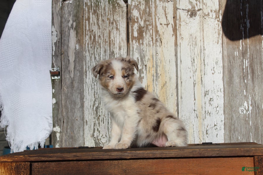 Australian Cattle Dog dogs Zeva - Ad 2