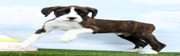 Boxer dogs for sale: Grover - Ad 2