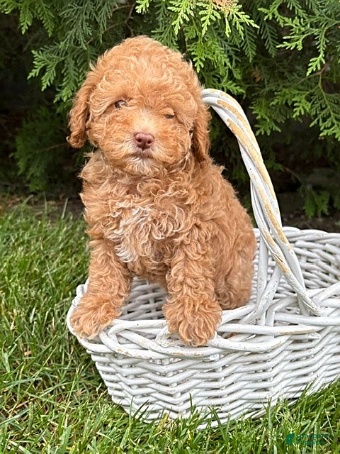 Miniature Poodle dogs Phoenix - Ad 2