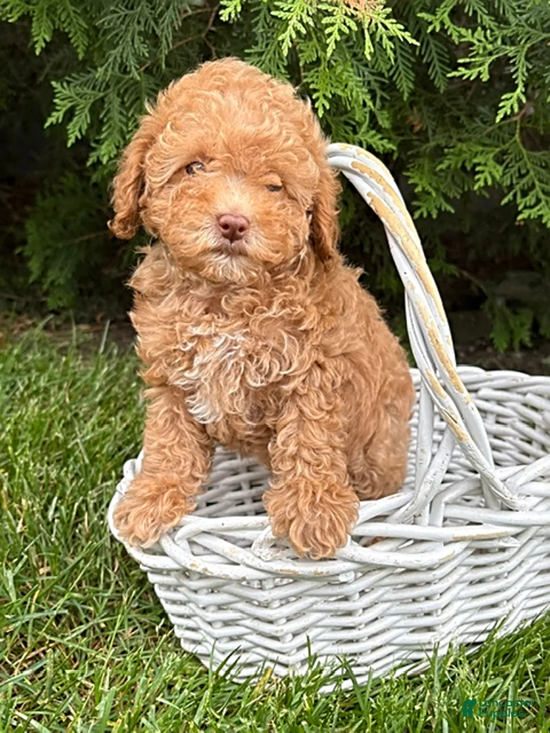 Miniature Poodle dogs for sale: Phoenix - Ad 2