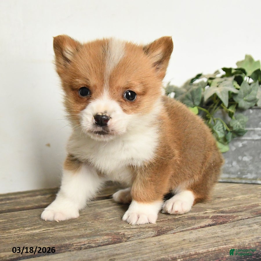 Welsh Corgi Pembroke dogs Toby - Ad 2