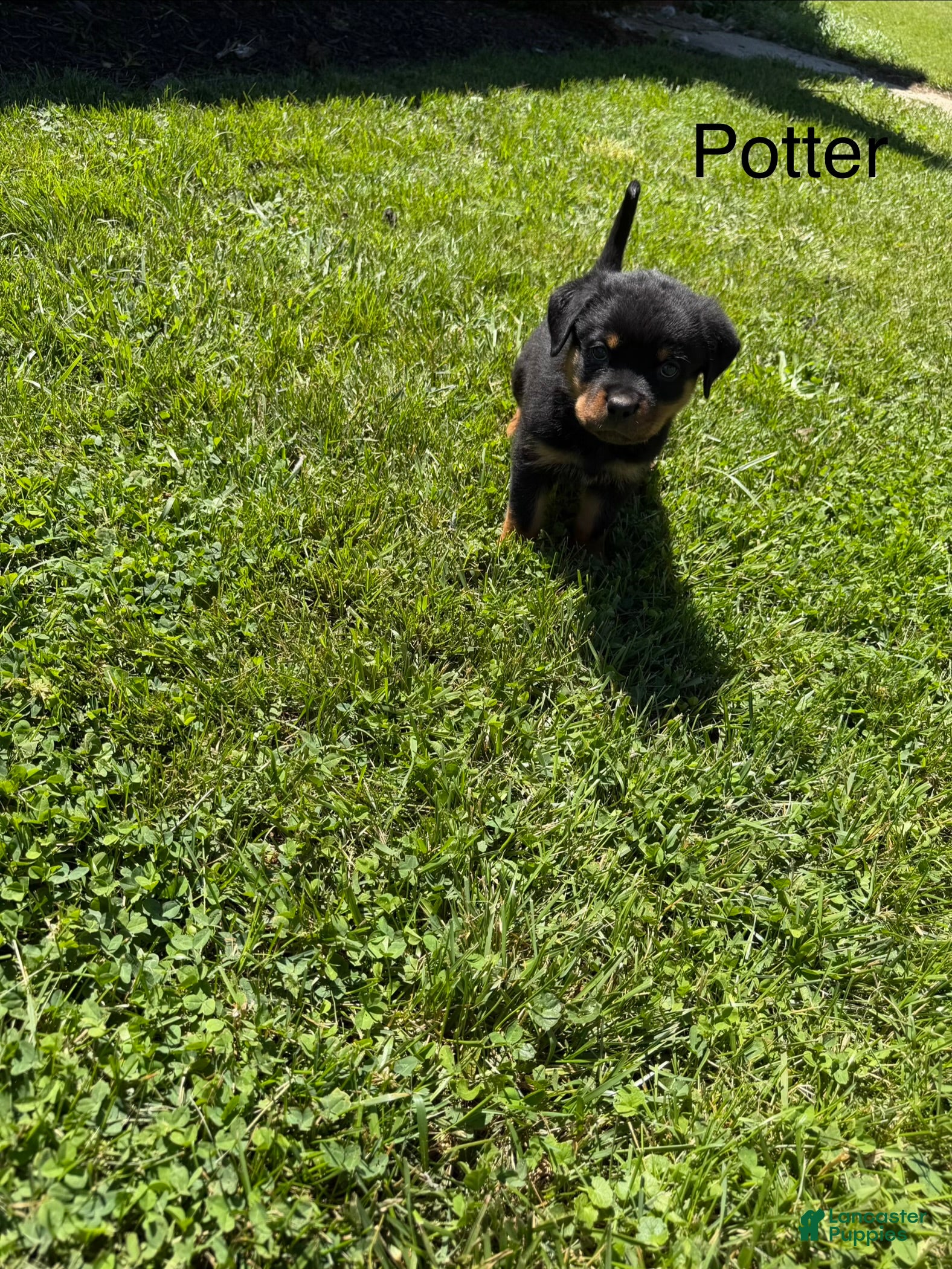 Rottweiler dogs Potter - Ad 19