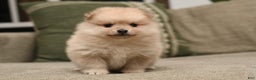 Pomeranian dogs for sale: Chase - Ad 4