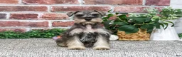 Miniature Schnauzer dogs for sale: Dior - Ad 4