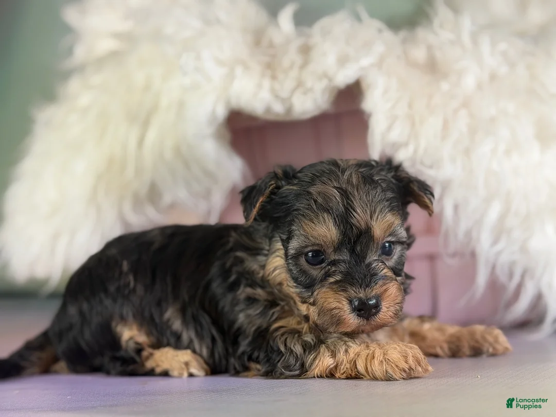 Maltipoo dogs for sale: Magoo - Ad 2