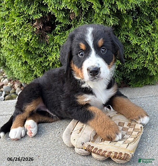 Bernese Mountain Dog dogs Benson - Ad 1