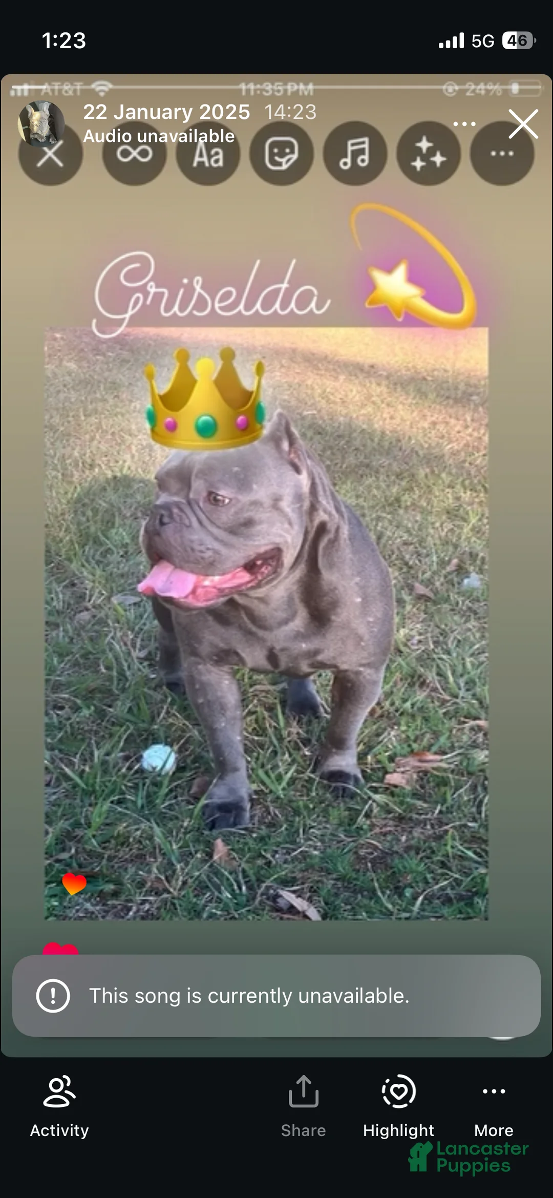 American Bully dogs for sale: American Bully 1 - Ad 2