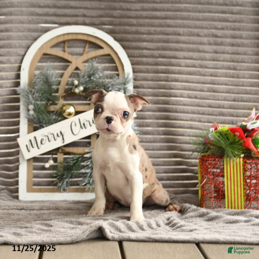Boston Terrier dogs Kenzie - Ad 11
