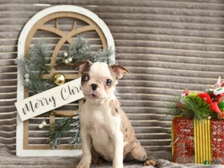 Boston Terrier dogs Kenzie - Ad 10