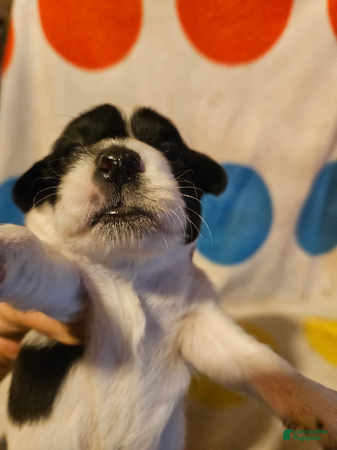 Chihuahua dogs for sale: Emma - Ad 1