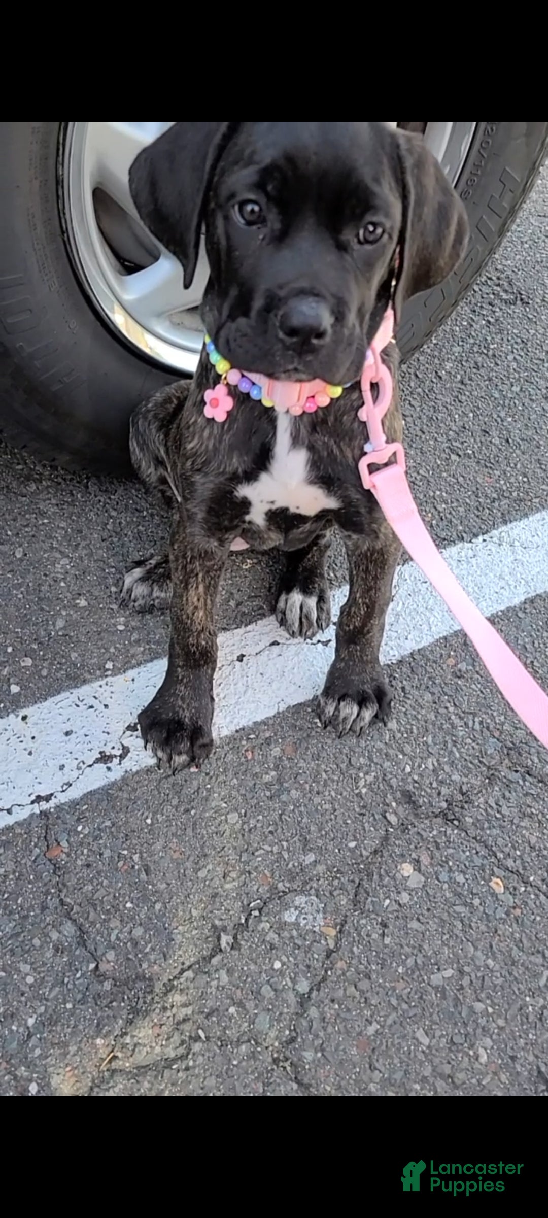 Cane Corso dogs Jean Gray - Ad 2