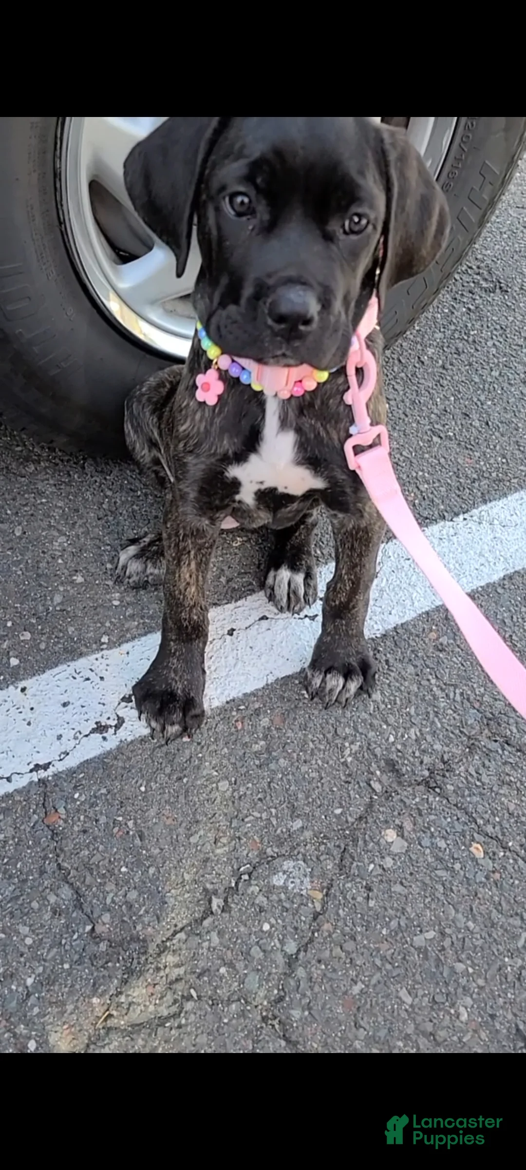 Cane Corso dogs for sale: Jean Gray - Ad 2