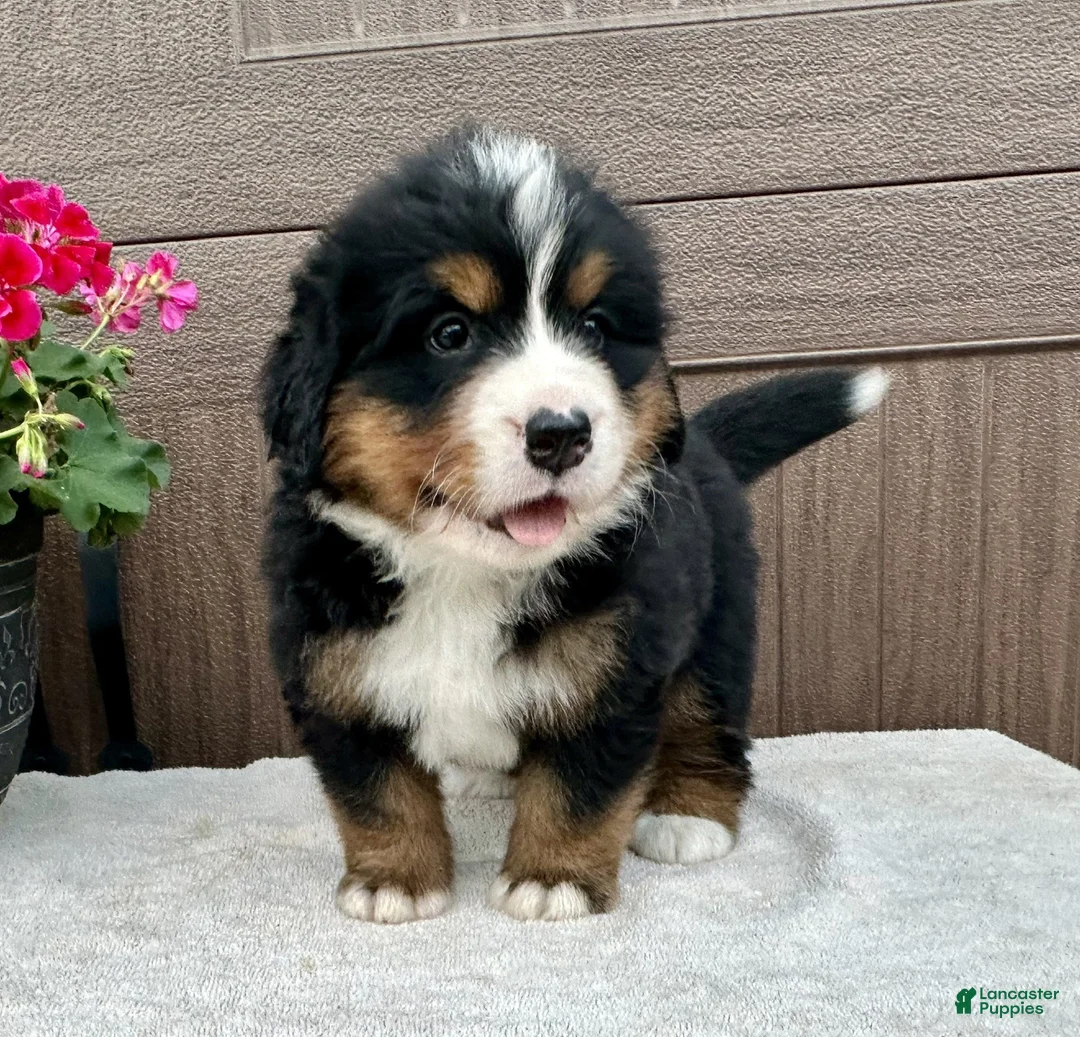 Bernese Mountain Dog dogs for sale: Oakley  - Ad 2