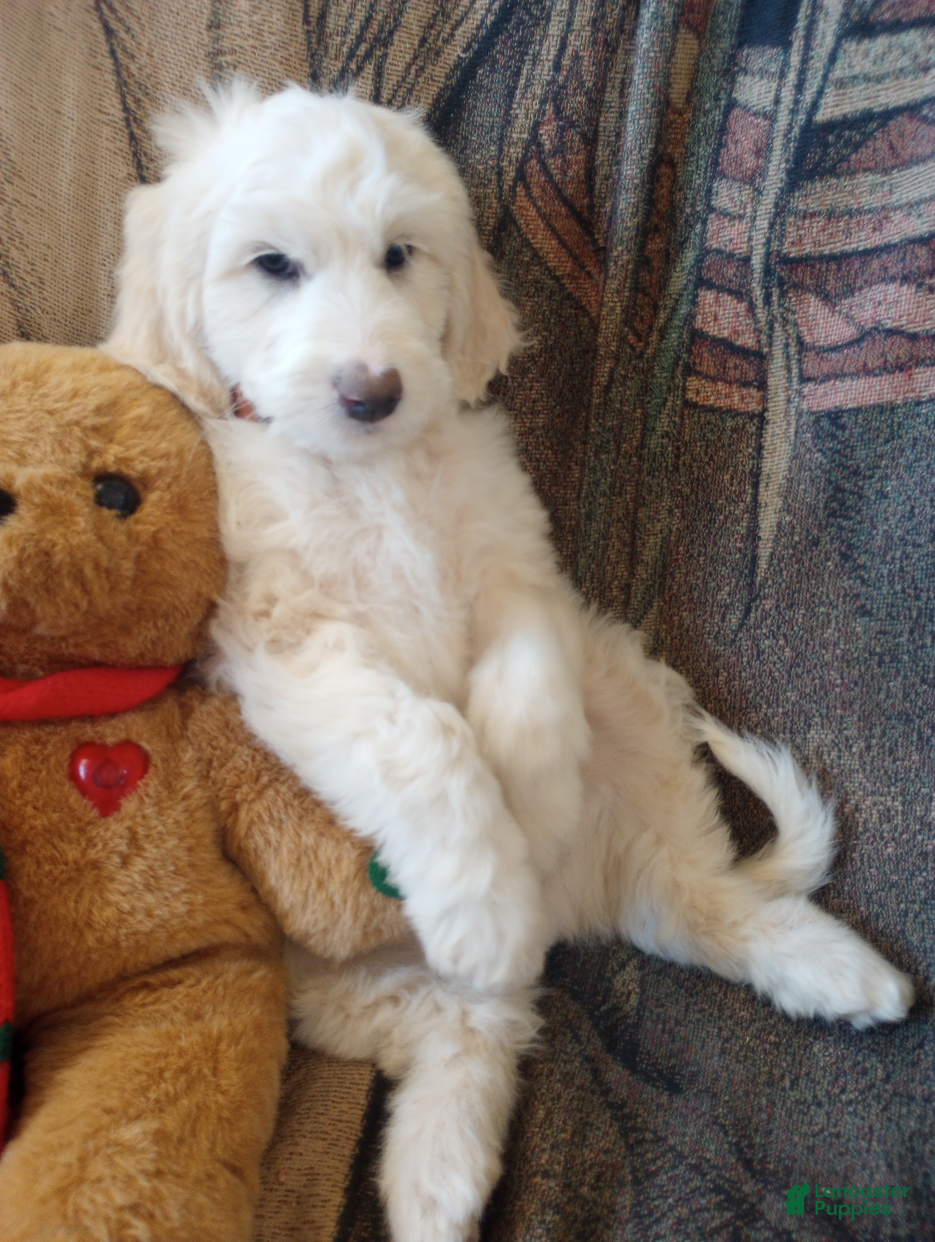 Sheepadoodle dogs Oakley - Ad 1