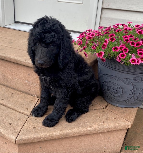 Standard Poodle dogs Topaz- genetic clear - Ad 2