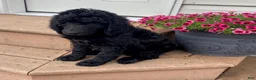 Standard Poodle dogs for sale: Topaz- genetic clear - Ad 2