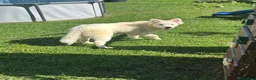 Samoyed dogs for sale: Samoyed 1 - Ad 3