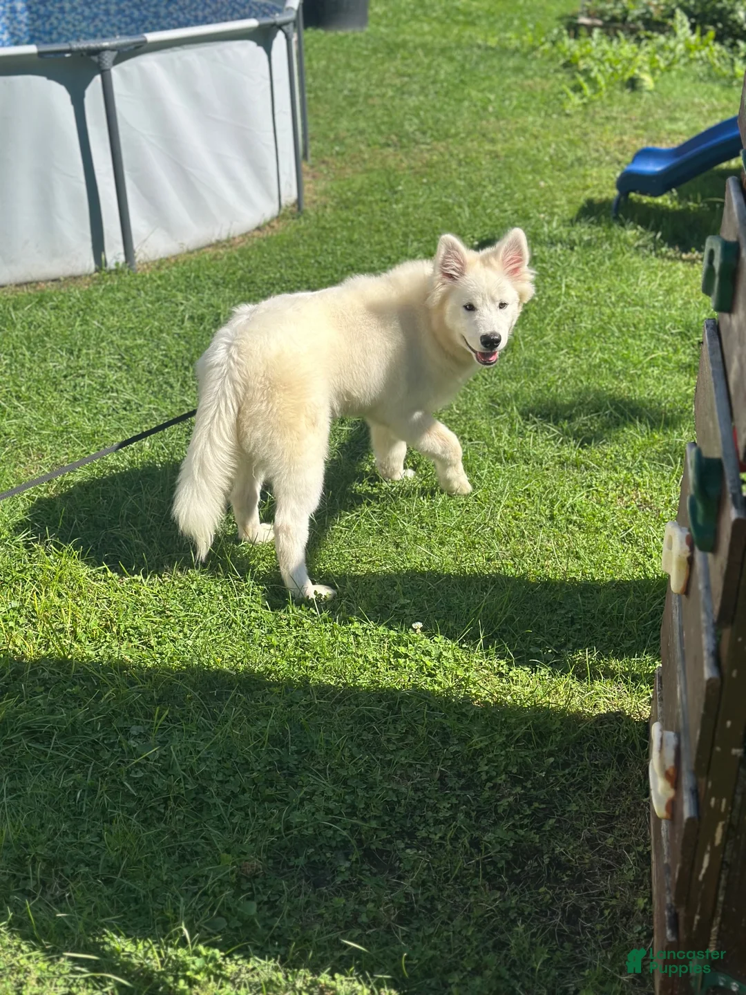 Samoyed dogs for sale: Samoyed 1 - Ad 3