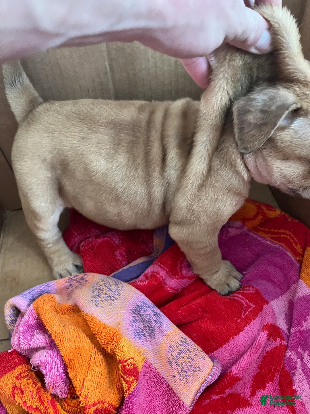 Mixed Breed dogs for sale: Bear  - Ad 2