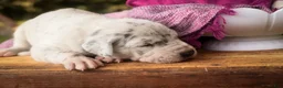 Great Dane dogs for sale: Beatrice Great Dane  - Ad 10
