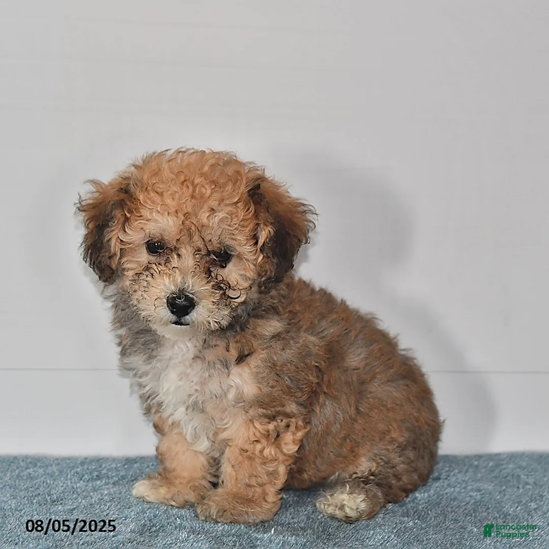 Bichpoo dogs for sale: Buster Brown - Ad 30