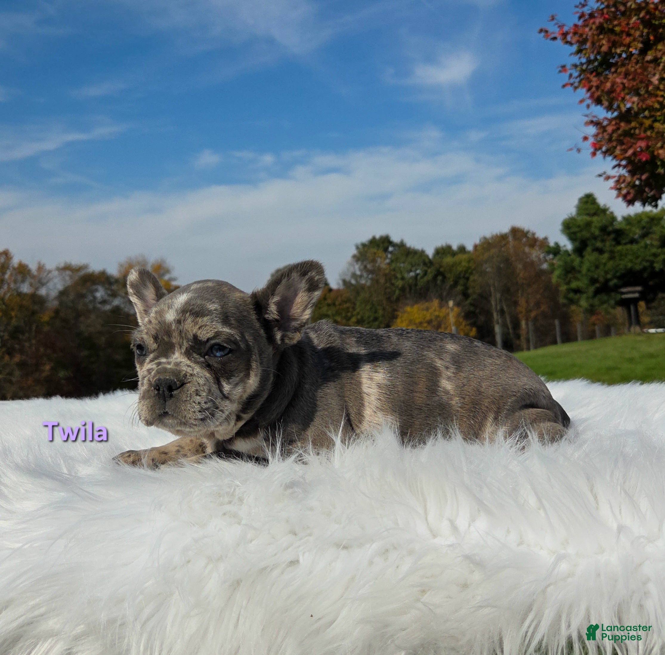 Mixed Breed dogs for sale: Twila - Ad 1