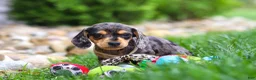 Miniature Dachshund dogs for sale: Alex - Ad 5