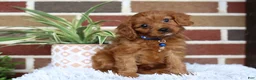 Cavapoo dogs for sale: Forrest - Ad 9