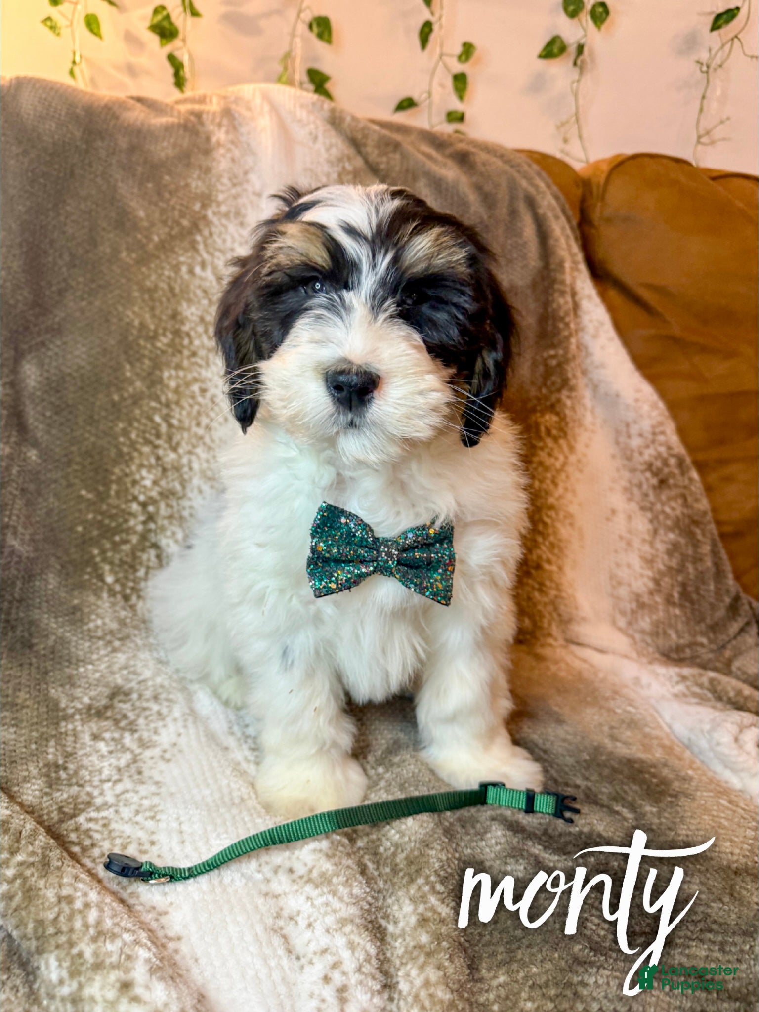 Mini Bernedoodle dogs Monty - Ad 8