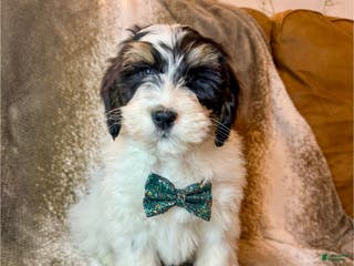 Mini Bernedoodle dogs Monty - Ad 8