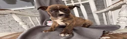 Mixed Breed dogs for sale: Pepper - Ad 3