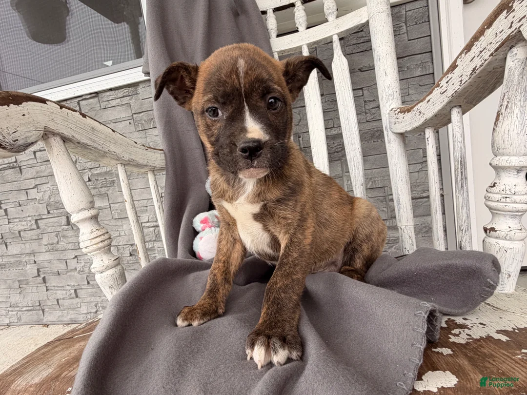 Mixed Breed dogs for sale: Pepper - Ad 3