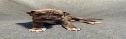 Great Dane dogs for sale: Dark Green Collar - Ad 3