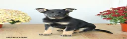 Mixed Breed dogs for sale: Gus - Ad 3