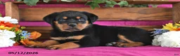 Rottweiler dogs for sale: Nova - Ad 5