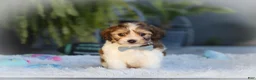 Cavachon dogs for sale: Hayes - Ad 3