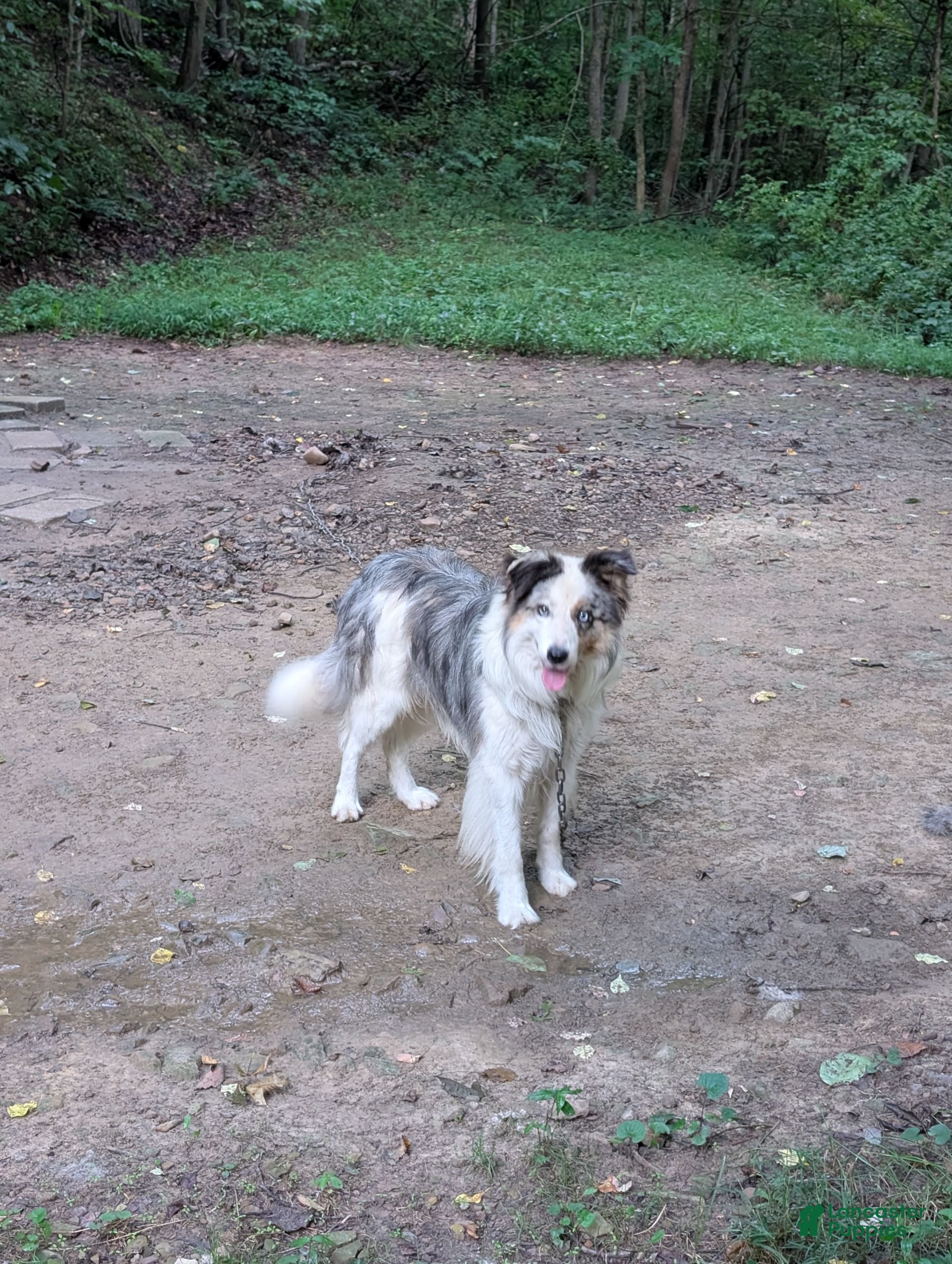 Border Collie dogs Blue Boy - Ad 2