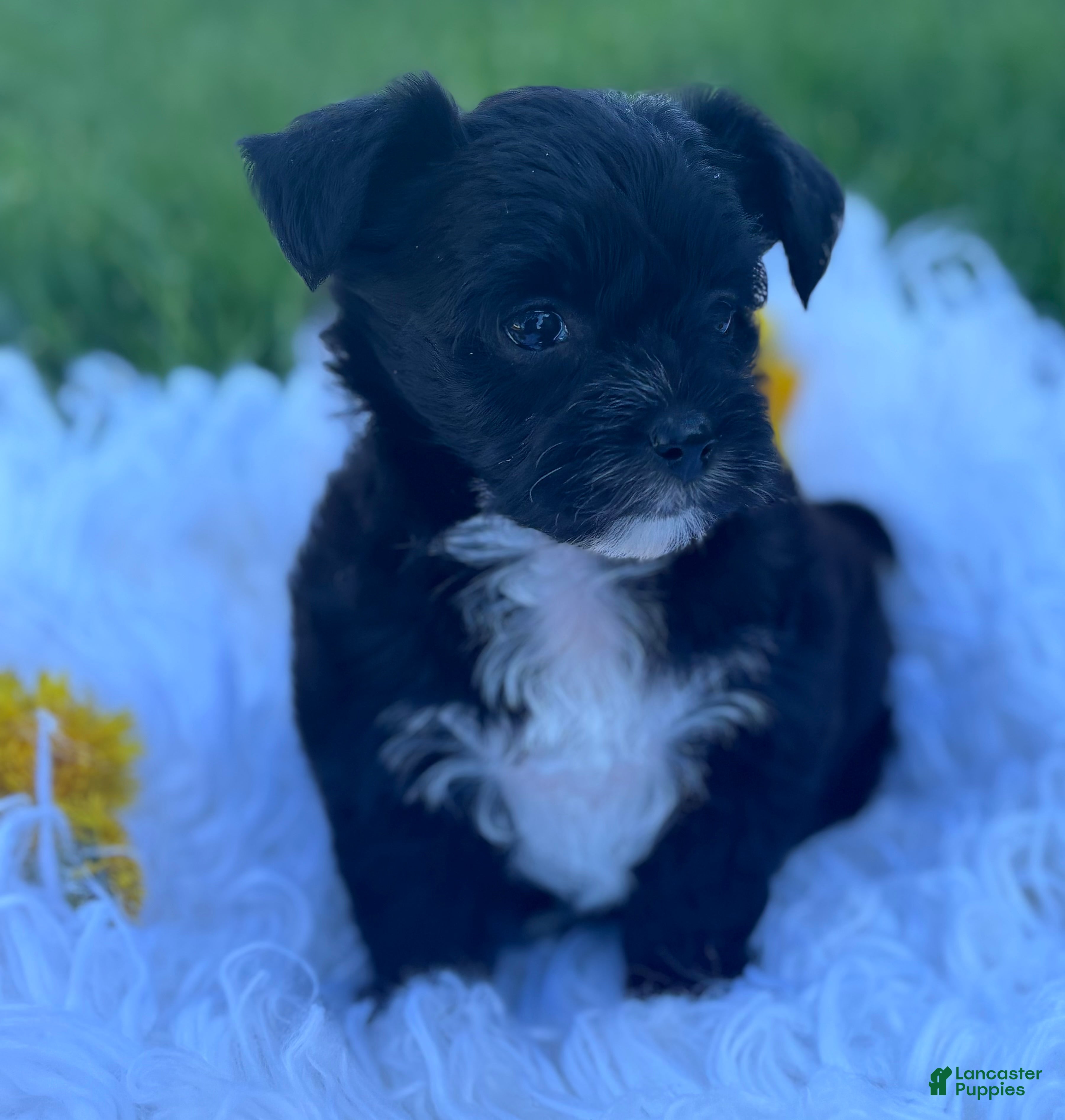 Morkie dogs Zoey - Ad 2