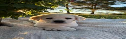 Labrador Retriever dogs for sale: Brooks - Ad 2